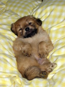 Snoring dog.