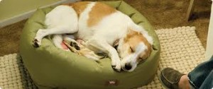 Remedy For Dog Snoring westpawdesign Dog Snoring