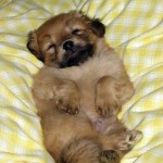 Snoring dog.