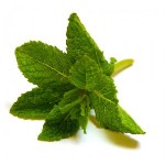 Spearmint as a Herbal Remedy for Snoring.jpg