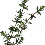 Thyme Essential Oil for Snoring.jpg