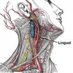 Lingual Thyroid As A Cause Of Snoring