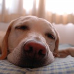 Dog snoring