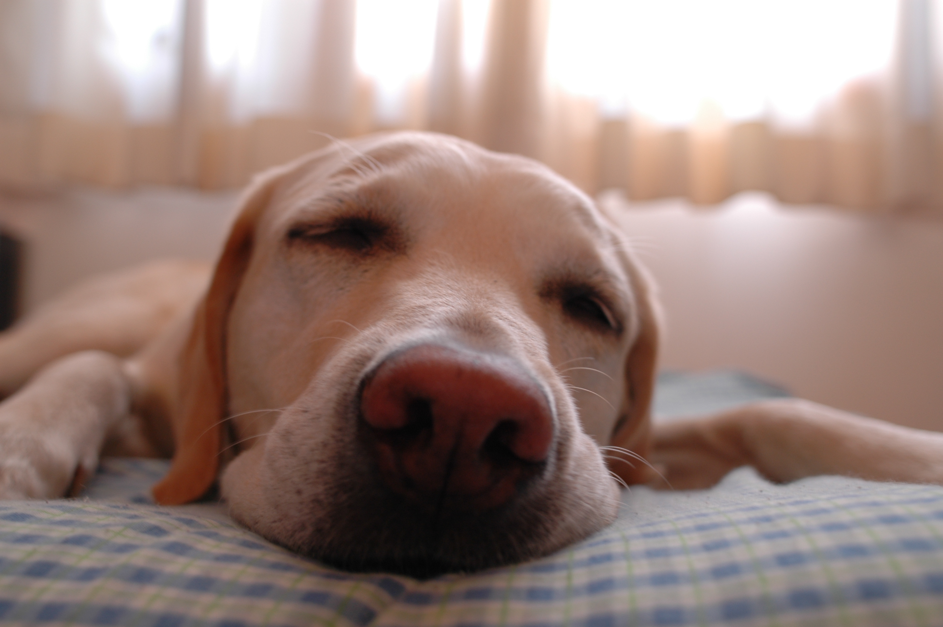 Dog snoring