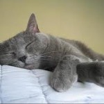 cat snoring