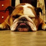 Dog Snoring