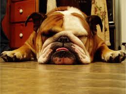 Dog Snoring