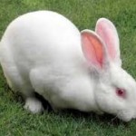 Snoring And Nasal Obstruction In Rabbits