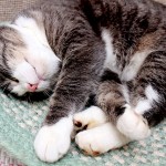 Cat Snore